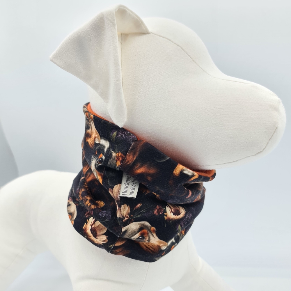 Loop für Hunde Dackel im Herbst